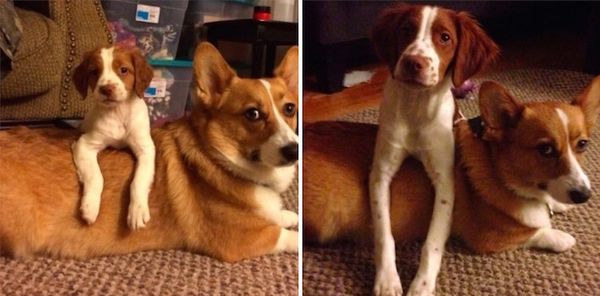 3 meses de diferença  (Imagem:  DisgruntledPlebian) 