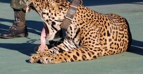 Onça que participou de tour olímpico em Manaus é morta em zoológico