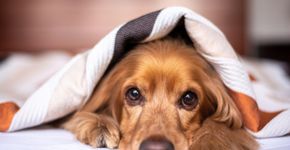 10 raças de cães que formam vínculos inseparáveis com humanos