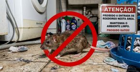 Veterinários recomendam que os tutores recolham a ração antes de dormir porque cada vez mais ratos estão se aproximando sorrateiramente das áreas de serviço