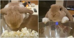 Coelho experimenta pipoca e vídeo bomba na internet