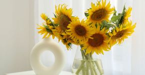 Girassol: 4 benefícios de ter a planta em casa