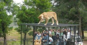 Zoológico neozelandês ‘prende’ visitantes enquanto leões circulam
