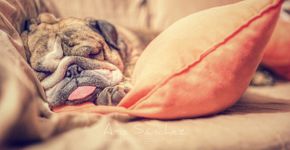 Saiba como escolher uma cama adequada para seu cachorro