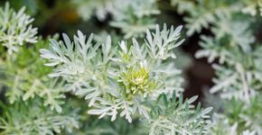 5 benefícios da planta losna para a saúde