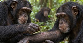 Chimpanzés foram vistos colocando insetos em feridas próprias e até tratando machucados de outros animais do grupo