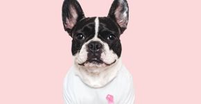 5 dicas para prevenir o câncer de mama em cadelas