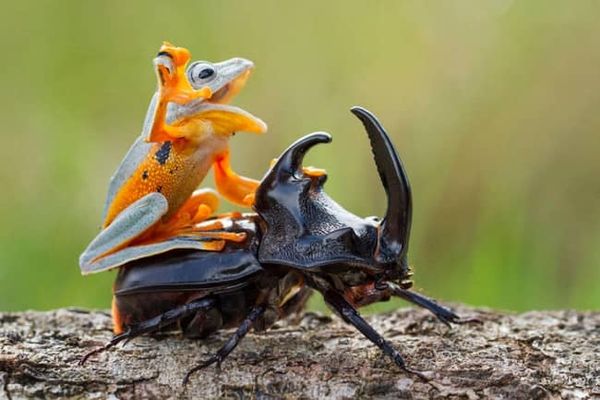 Upa cavalinho! Rodeio de insetos 2016