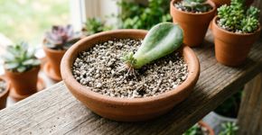 Faça mudas pelas folhas destas 5 plantas em julho e tenha dezenas de novas plantas de graça até o outono