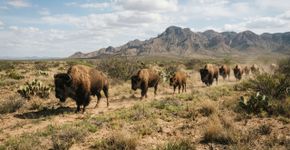 O México reintroduziu 47 bisontes em 2025, depois de mais de 100 anos: apenas alguns meses depois, o ecossistema está se recuperando por conta própria