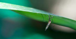 Foto: (wisan224/istock)