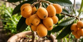 A fruta aveludada que era o lanche favorito das tardes quentes na fazenda e que hoje atrai beija-flores para a sua varanda todos os dias da semana