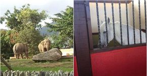 Petição de biólogo exige que Beto Carrero World trate bem animais