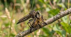 Essa mosca captura abelhas, vespas e até libélulas no ar, perfura a vítima e injeta saliva antes de começar a se alimentar