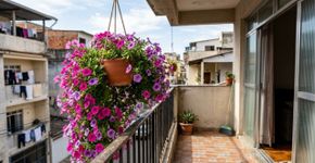 Cresce em vaso, ocupa pouco espaço e enche de flores a varanda: a planta ideal para apartamentos pequenos