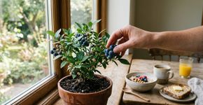 A fruta americana chamada de “rei dos antioxidantes” é uma das mais simples de plantar: dicas de cultivo para quem quer ter um jardim lindo e harmonioso