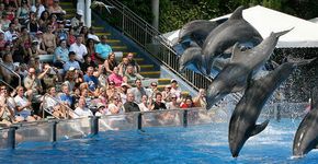 Golfinho de 8 anos de idade morre no SeaWorld de Orlando