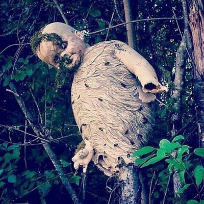 7. Essas vespas fizeram uma boneca de ninho... fofo ou cenário de filme de terror na floresta?