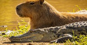 Por que os jacarés e as capivaras parecem melhores amigos no rio