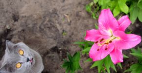 Foto: (Ruslana Chub/istock)