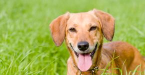 Conheça o Espaço 4 Patas, um parque exclusivo para cachorros
