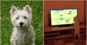 Concurso de pinturas em cachorros