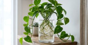 Três plantas aquáticas que precisam de poucos cuidados e são perfeitas para decorar o interior da sua casa