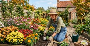 9 flores populares que você deve plantar em agosto para um jardim mais bonito neste outono