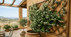 Que flor você deve colocar no terraço para desfrutar de um aroma maravilhoso durante todo o verão?