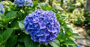 Este erro comum ao podar flores em agosto pode fazer você ficar sem flores no próximo ano