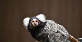 Sagui: 7 curiosidades sobre esse pequeno macaco 