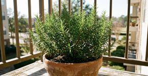 A planta mediterrânea que gosta de sol, cresce bem em vaso e tem um inimigo silencioso: alecrim não tolera raízes encharcadas