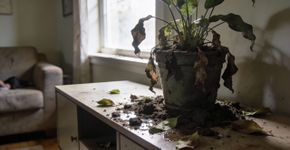 O que significa quando uma planta morre após uma visita?