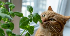 Foto: (Yuliya Kashirina/istock)