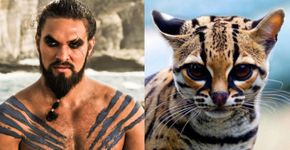 Personagens de Game of Thrones se fossem gatos