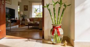O que significa o cultivo de bambu da sorte no Feng Shui e como ele atrai prosperidade financeira?