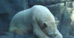 Ajude a salvar Arturo, o urso polar mais triste do mundo