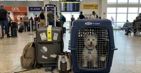 Vai viajar com pet? IATA divulga novas regras de transporte em voos
