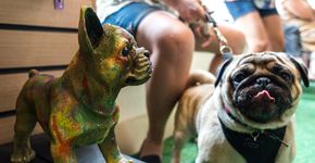 Cães ganham espaço pet friendly com arte e música em rua de luxo de SP