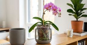 Na Holanda, para a orquídea durar anos: o macete não é a quantidade de água, mas nunca deixar as raízes encostarem no fundo do vaso