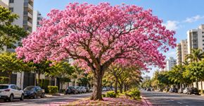 A árvore de flores rosas que transforma as ruas em outubro: como se chama e onde pode crescer
