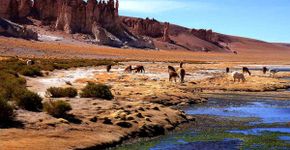 Pampa de Tara, muito além do Atacama