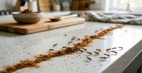 Como espantar formigas de casa usando um pouco de canela em pó: repelente caseiro eficaz