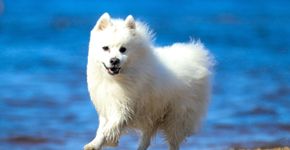 4 características do cachorro da raça spitz japonês 