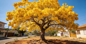 5 árvores brasileiras que resistem à seca e florescem o ano todo