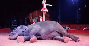 Mais de 20 mil pessoas pedem o fim da exploração animal em circos