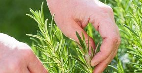 Aplicativo gratuito ajuda a cultivar horta em casa