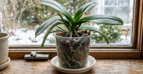 Como preparar a orquídea em agosto para que floresça a partir da primavera