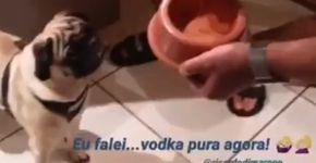 Jovens são indiciados após induzirem cão a ingerir vodka pura