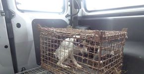 Cadela que vivia presa em jaula reaprende a andar após ser solta